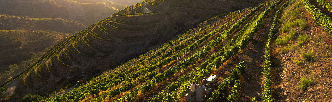 DOURO 1