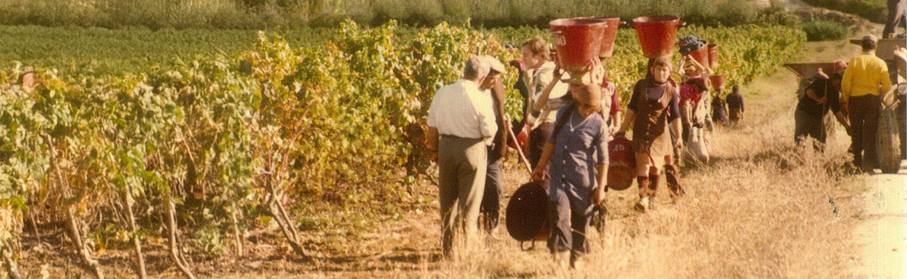 Vindima Quinta Boavista 1997-vindimar